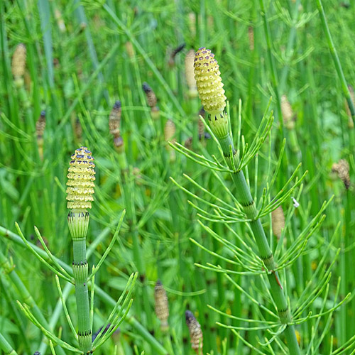 Schlamm-Schachtelhalm / Equisetum fluviatile